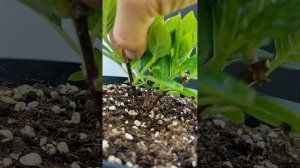 Обрезка метельчатой гортензии Polestar