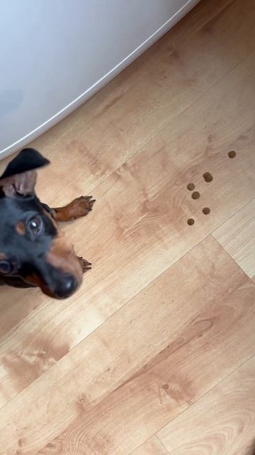 А вы в какие игры играете, когда собака не ест?😃🐕 #цве смотреть онлайн