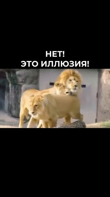 ГДЕ РЕВНОСТЬ, ТАМ НЕТ ЛЮБВИ! ЧИТАЙ ОПИСАНИЕ🫶 смотреть онлайн