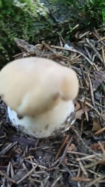 В Калужской области пошли белые грибы🌹 смотреть онлайн