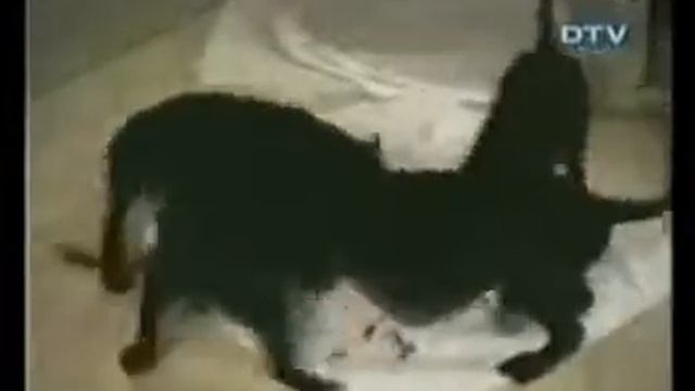 Приколы про животных Элизиум   круглый год645