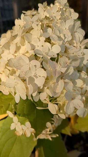 Садовое приведение👻