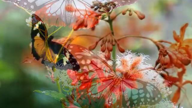 Летающие цветы смотреть онлайн