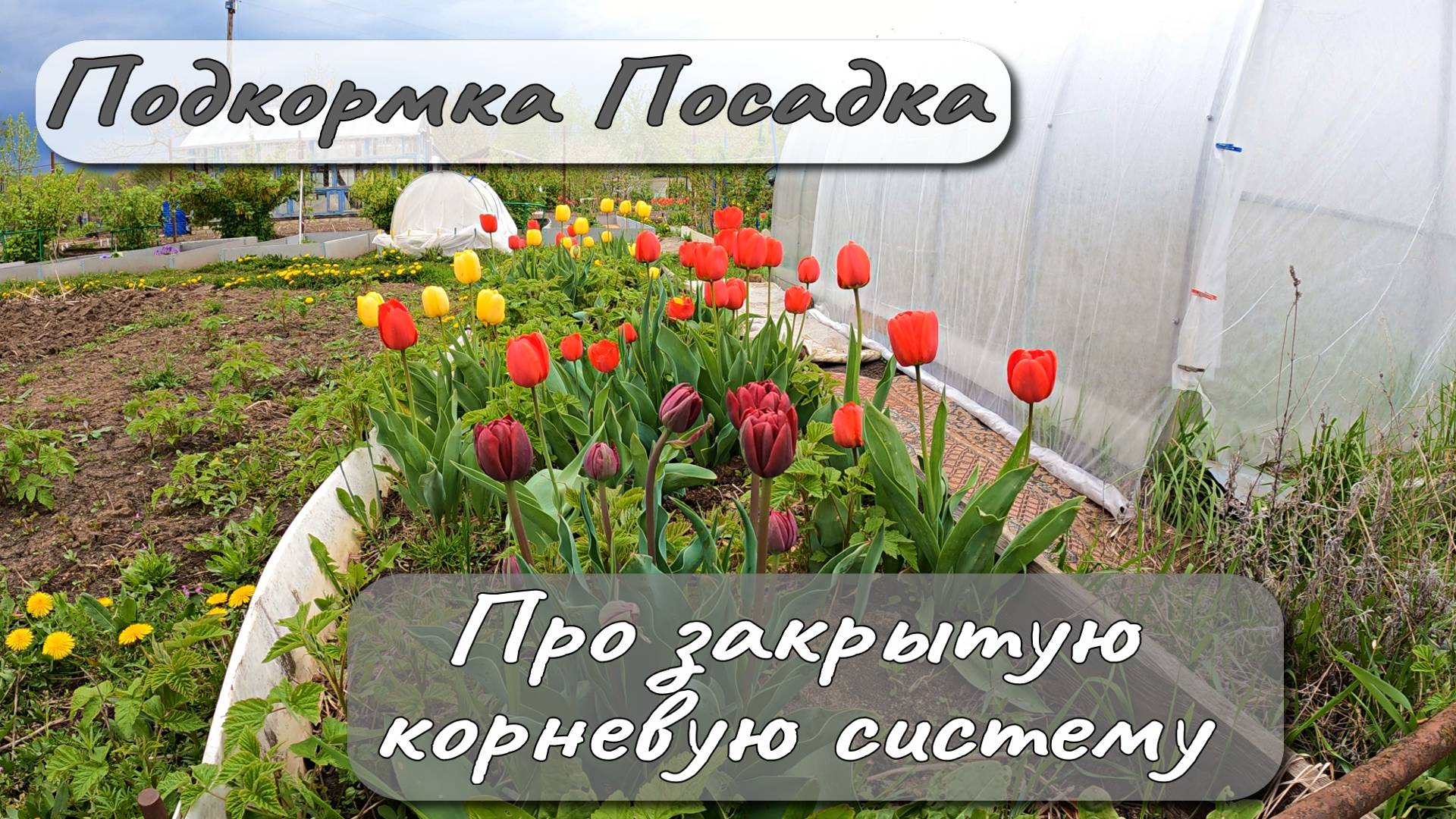 ПОДКОРМКА ПОСАДКА ПРО ЗАКРЫТУЮ КОРНЕВУЮ СИСТЕМУ смотреть онлайн