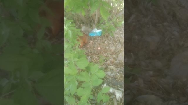 1000149872.mp4 я в парке увидел белку!