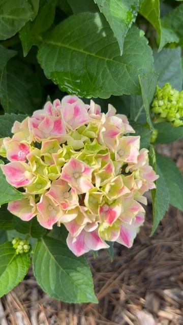HYDRANGEA MACROPHYLLA “PEPPERMINT”. НАЧАЛО ЦВЕТЕНИЯ! #hydrangea #гортензи