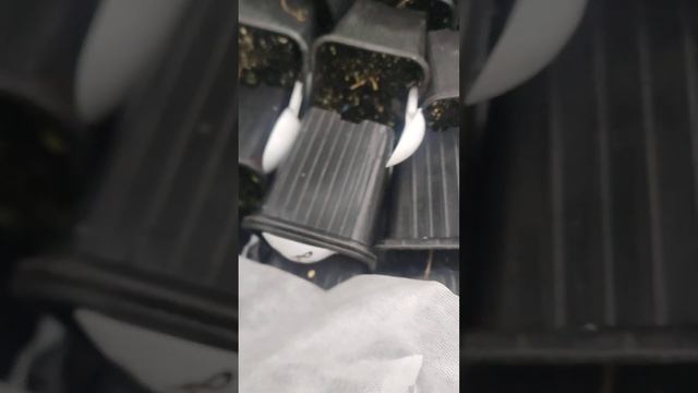 Как черенки гортензий этого года буду хранить зимой. смотреть онлайн