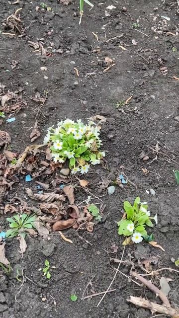 Весна первый день поста смотреть онлайн