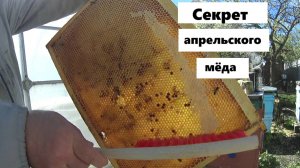 Секрет апрельского мёда