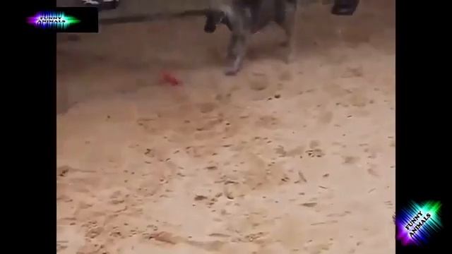 ТОП ПРИКОЛЫ С ЖИВОТНЫМИ FUNNY ANIMALS 63 смотреть онлайн
