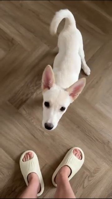 Есть ❤️ ещё одна девочка нашла свой новый дом 🏠😎 смотреть онлайн