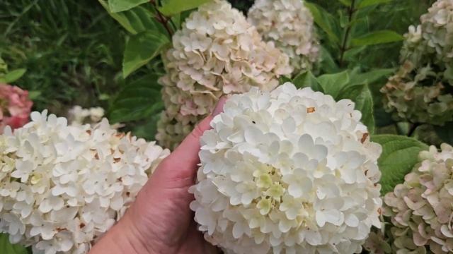 Гортензии серии PAN. PANdora, PANorama, PANenka, PANdalus, PANflora, PANzola, PANteon