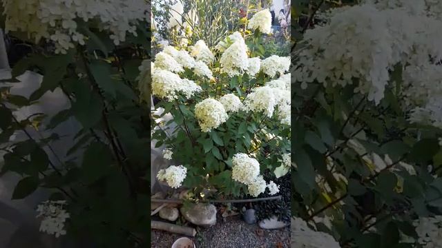 Гортензия Лаймлайт на юге смотреть онлайн