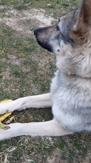 собаки тоже едят бананы смотреть онлайн