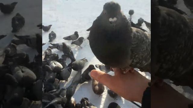 птицы хотят есть!!!Кормлю хлебом! смотреть онлайн