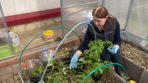 Посадка томатов в теплицу лёжа.