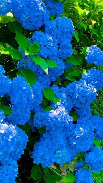 САМЫЕ КРАСИВЫЕ ГОРТЕНЗИИ ЯПОНИИ#hydrangea #hortensia #гортензі? смотреть онлайн