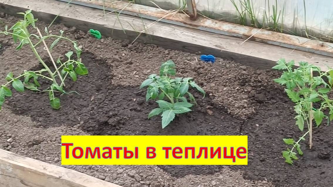 Высаживаю помидоры в теплицу смотреть онлайн
