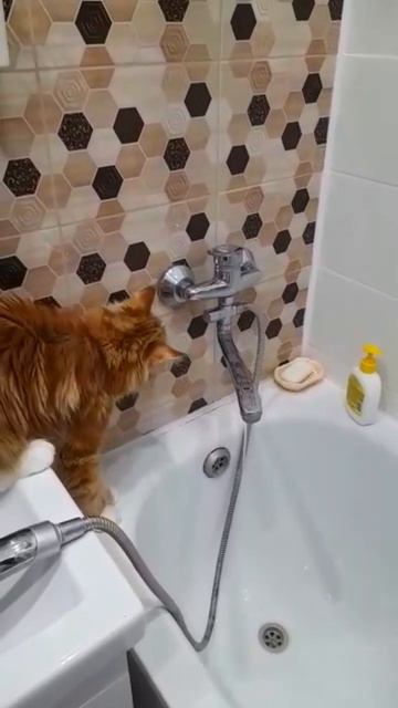 Ну ПООЧЕМУ ОН ПЬЁТ ИЗ КРАНА КОГДА У НЕГО ЕСТЬ ЭЛЕКТРОН? смотреть онлайн