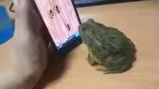 Смотреть всем!!! С лягушкой шутки плохи Trifled with frogs) mp4 смотреть онлайн