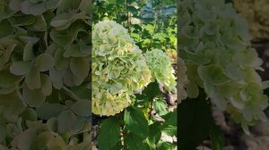 Мохито, Лайм Лайт метельчатые гортензии на 4.09.2024