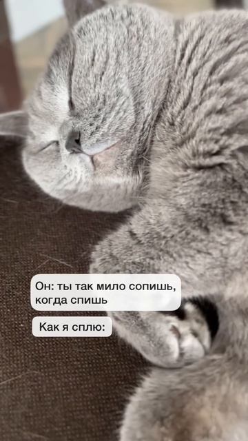 Зато идеальная жена😂 #приколы #жиза смотреть онлайн