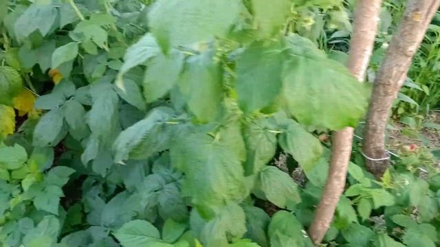 Дурний любить роботу-робота любить дурного 😂