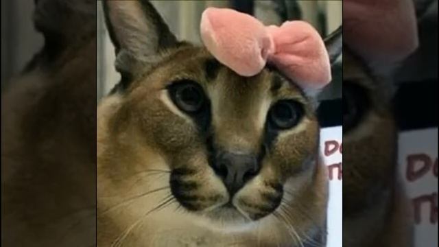у них мы заметили много общего смотреть онлайн