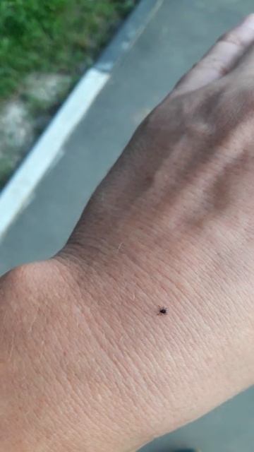 Клещи в подмосковье смотреть онлайн