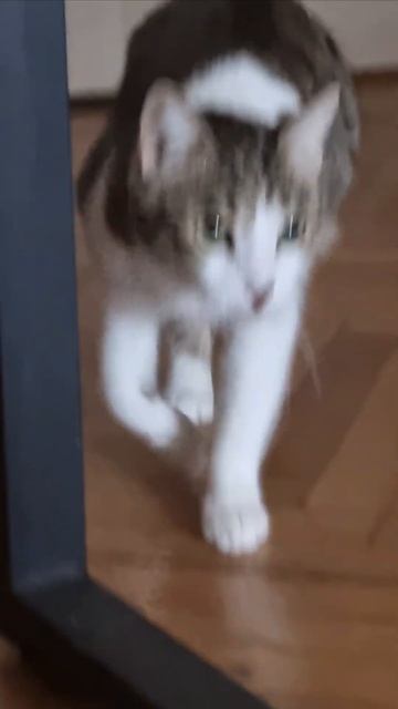 Травма врожденная. Жить не мешает) В ветклинике были #pu смотреть онлайн