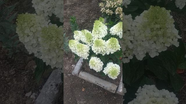 Метельчатая гортензия Литл Блоссом. смотреть онлайн