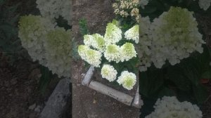 Метельчатая гортензия Литл Блоссом.