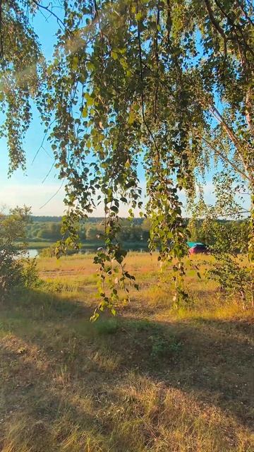 Березы в Рязани ( Россия) смотреть онлайн