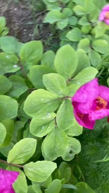 Цветы 💖💖💖 смотреть онлайн