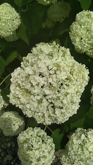 Гортензия #гортензия #цветы #hydrangeas #музыка #хит смотреть онлайн