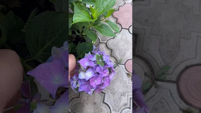 Таблетензия, ЛЕДИмата Хари Блу, Дип Перпл Дэнс крупнол смотреть онлайн