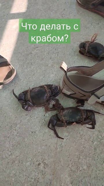 Как готовить краба? смотреть онлайн