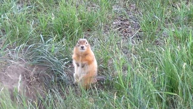 Весёлые суслики. Как суслики питаются и играют.