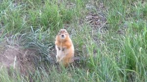 Весёлые суслики. Как суслики питаются и играют.