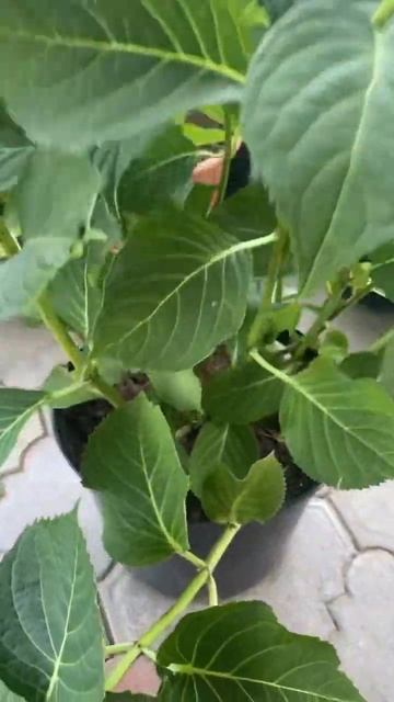 Гортензия Блаумайзе