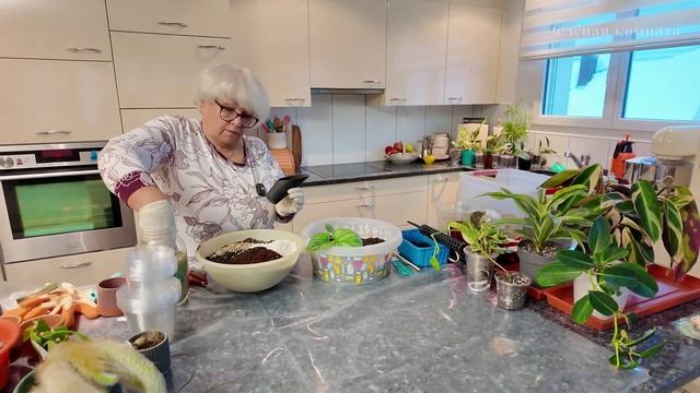 пересадка растений 2, приобретённых в садовых центрах