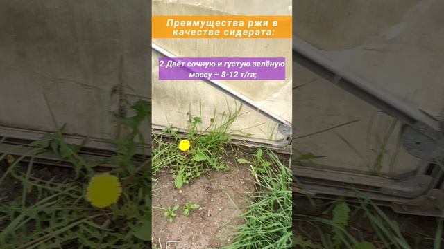 рожь как сидерат смотреть онлайн