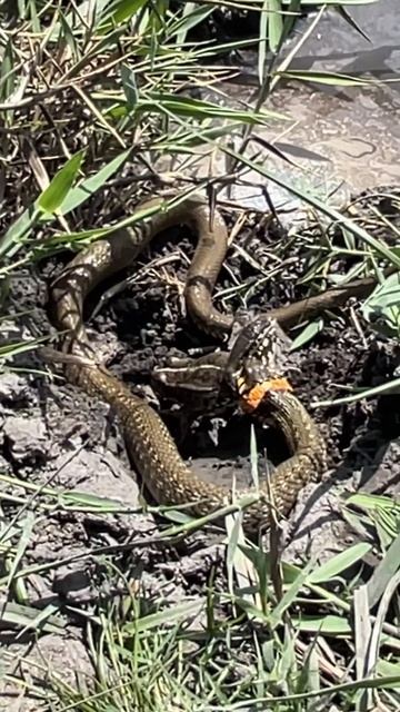 Змея ест лягушку 🥺😳 смотреть онлайн