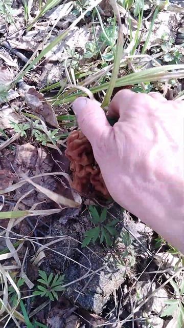 ✔Первые грибы🍄 в этом году – сморчки или строчки❓ ✔ смотреть онлайн