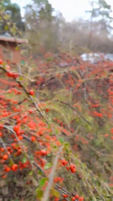 Почему на этом деревце уже есть ягоды🍇?#nature #shortvideo #short смотреть онлайн