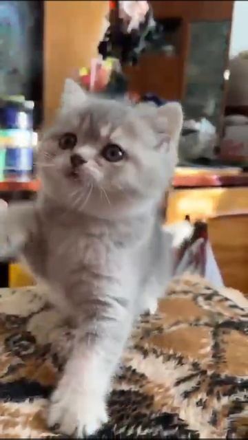 есть много разных котят смотреть онлайн