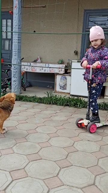 Ребёнок объясняет собаке , что нельзя кушать конфеты #? смотреть онлайн