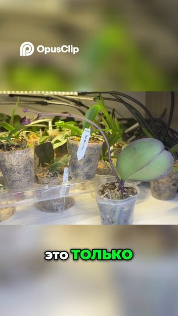 Почему орхидея сбрасывает бутоны: основные причины 🌸