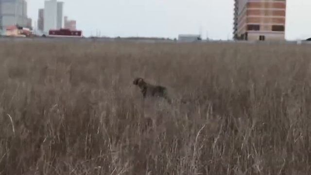 Ай молодец! смотреть онлайн