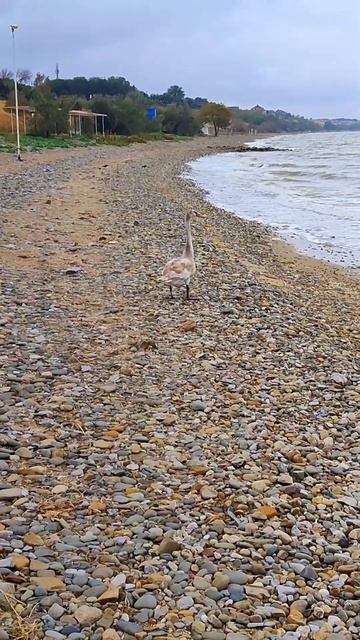 Первые Туристы в Ейске! смотреть онлайн